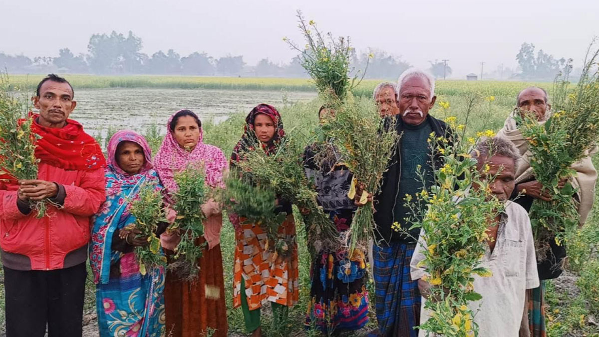 সরকারি প্রণোদনার সরিষা বীজে কৃষকের সর্বনাশ