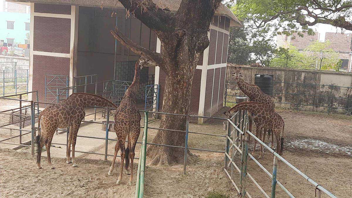 শীতে কেমন আছে বাঘ সিংহ ময়ূরপঙ্খীরা