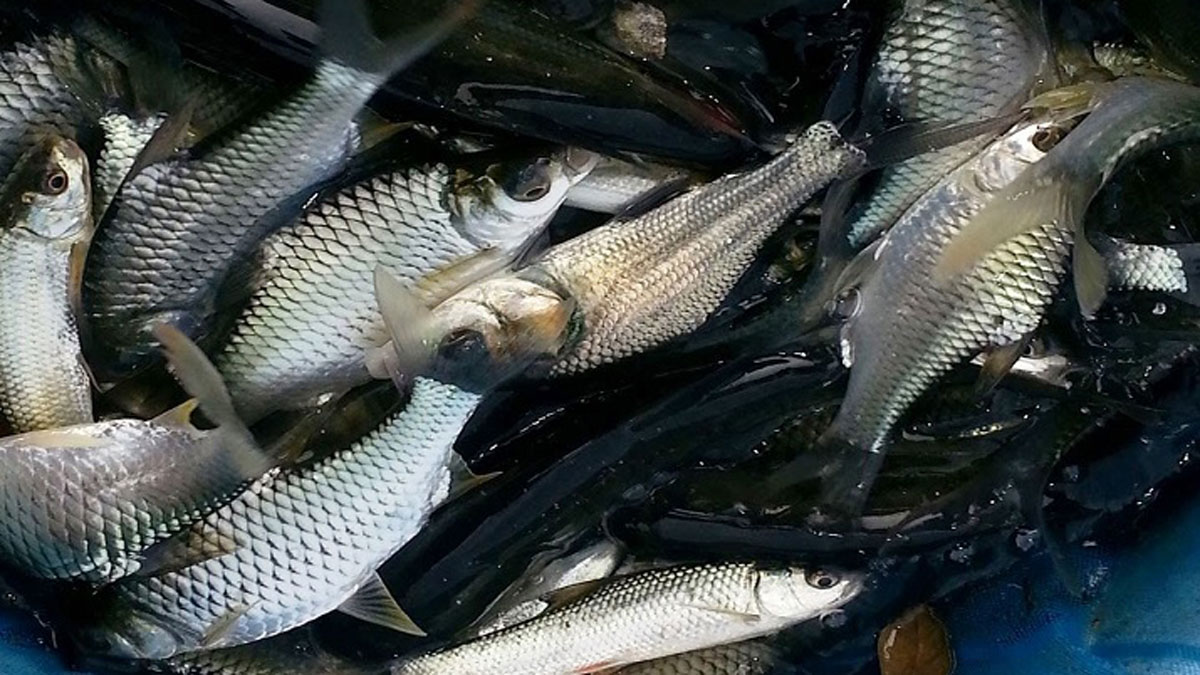 সোমবার থেকে শুরু হচ্ছে জাতীয় মৎস্য সপ্তাহ