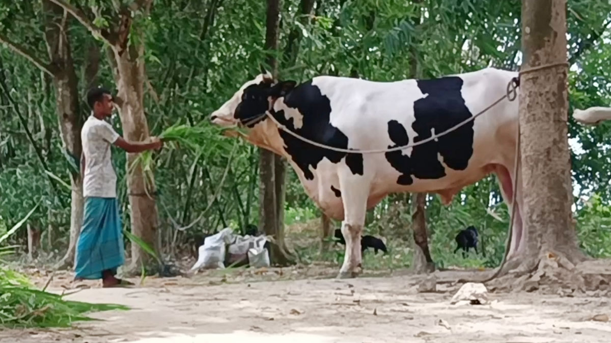 ‘আর বড় গরু পুষবো না’