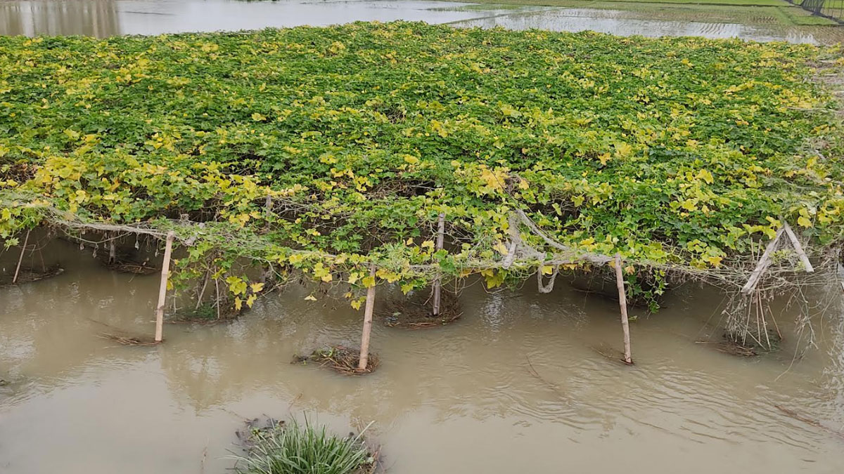 দ্রুত বাড়ছে যমুনার পানি, প্লাবিত হচ্ছে ফসলি জমি