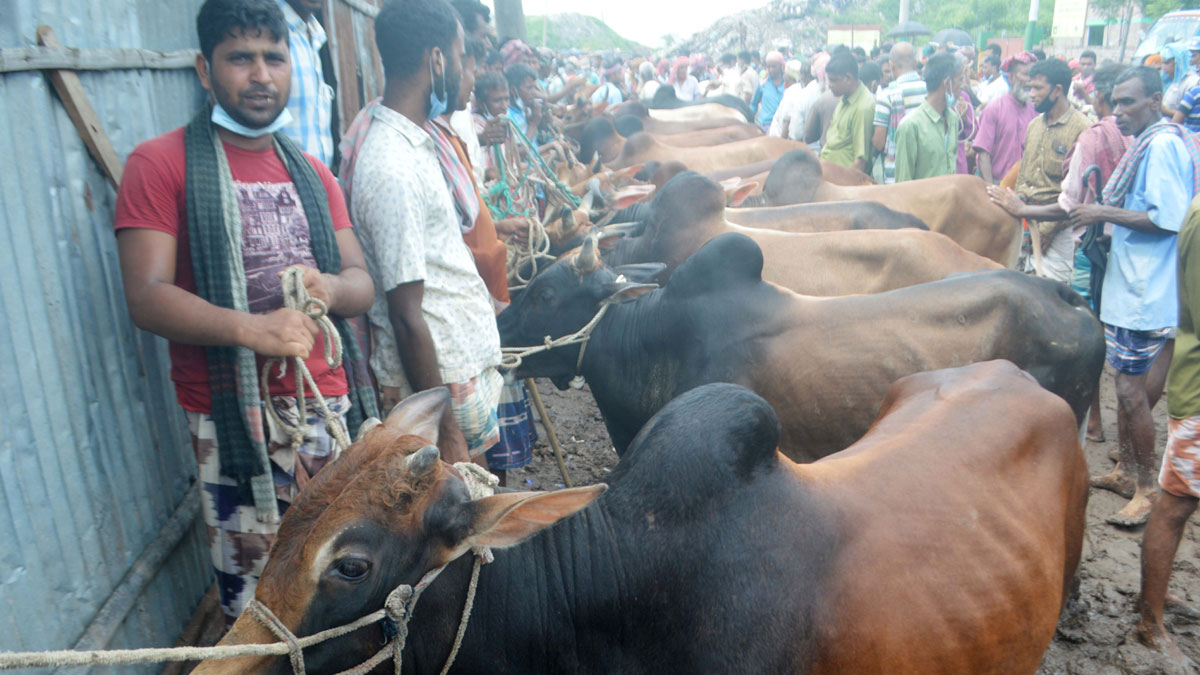 রাজশাহীতে কোরবানির পশু চাহিদার চেয়ে বেশি ৭০ হাজার