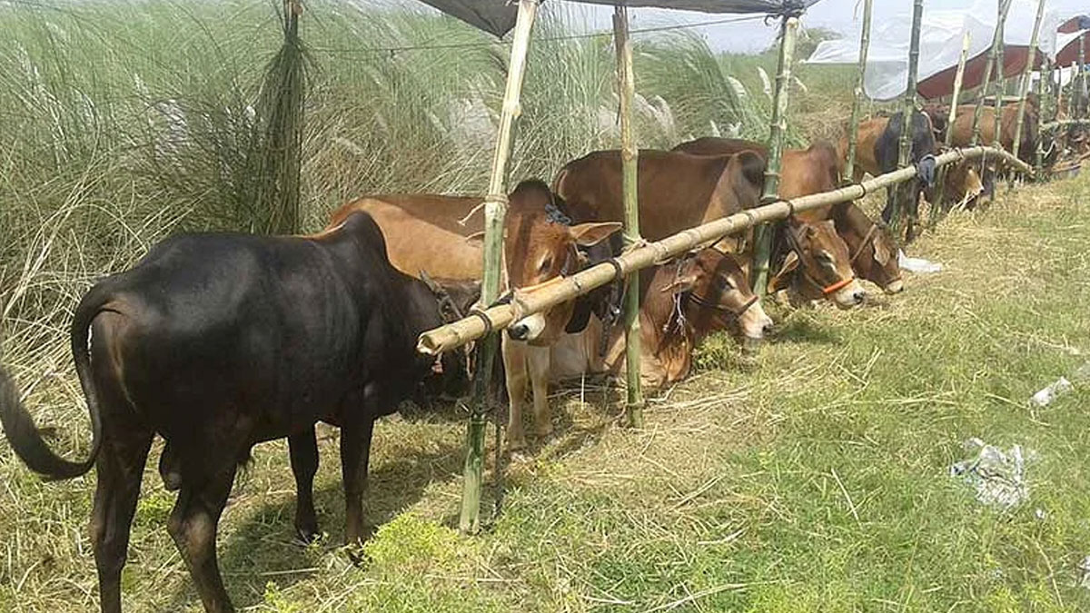 আফতাবনগরে গরুর হাট বসতে বাধা কাটলো