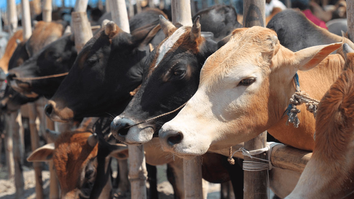 চট্টগ্রাম শহরে বাড়ছে অস্থায়ী পশুর হাট