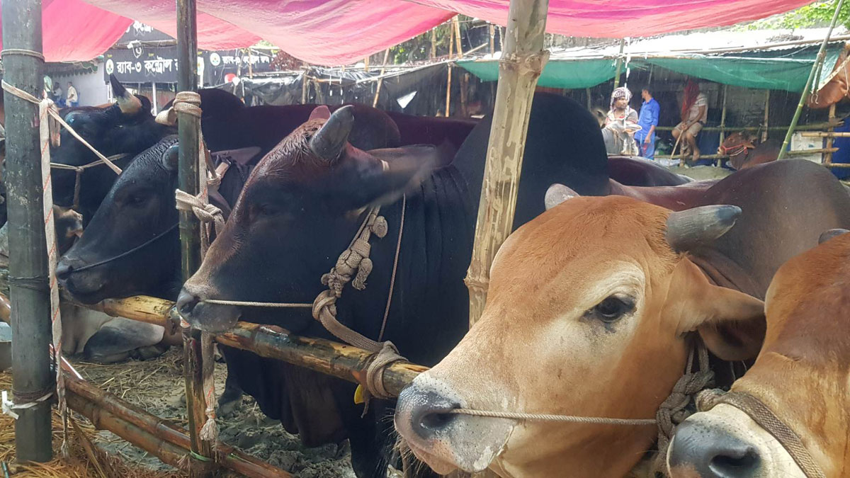 শেষ সময়ে কোরবানির বাজেট আর মুনাফার কষাকষি