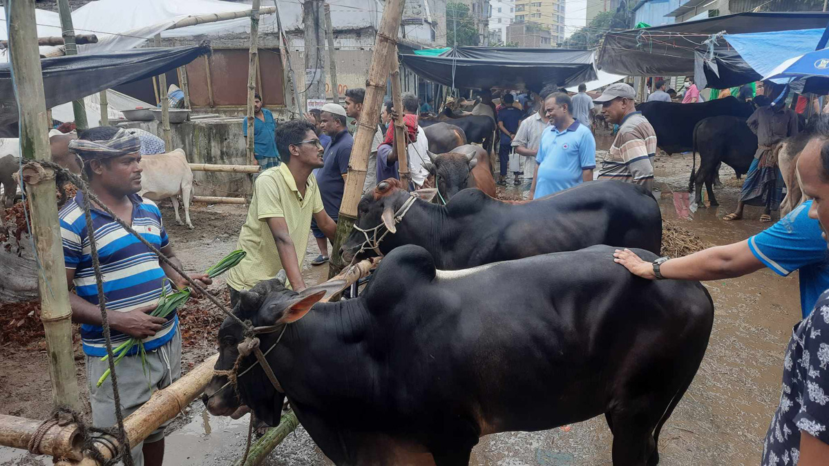 কমলাপুরে গরুর দাম দ্বিগুণ হাঁকাচ্ছেন ব্যবসায়ীরা