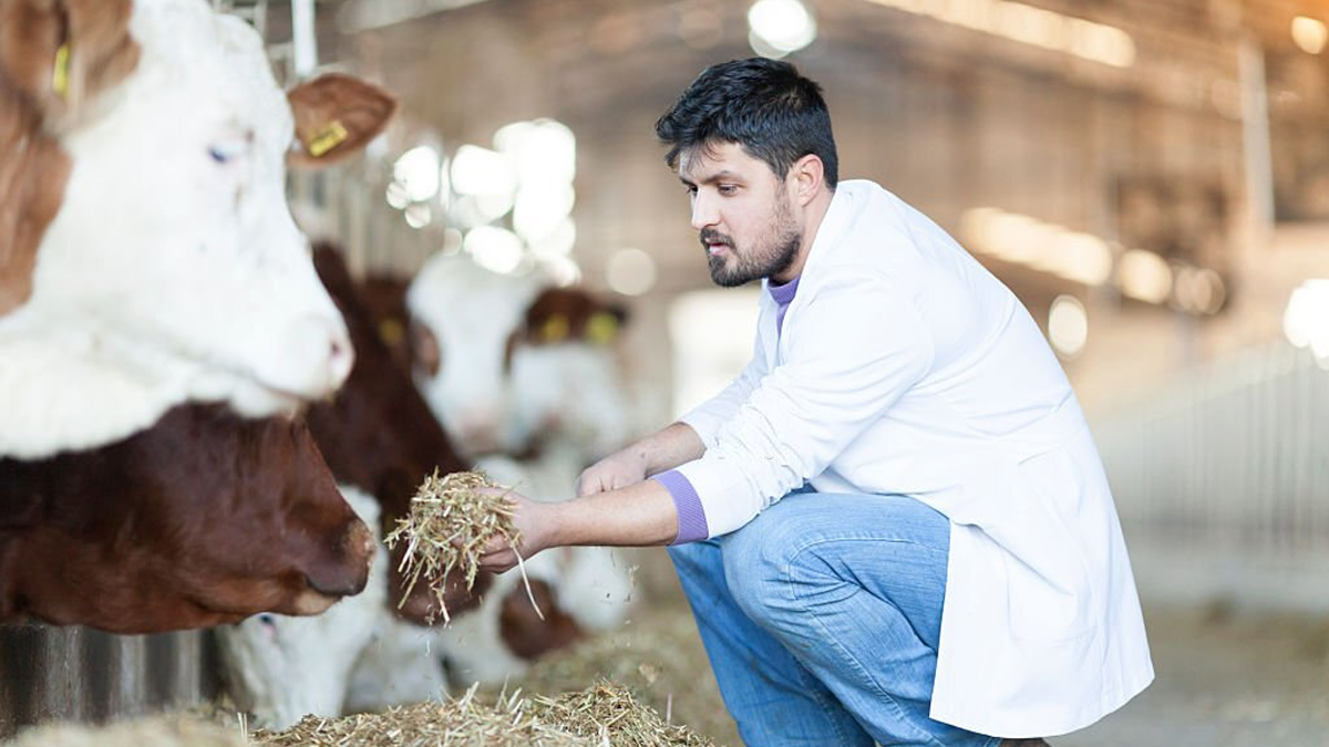 কোরবানির পশুতে যেসব ত্রুটি থাকা যাবে না