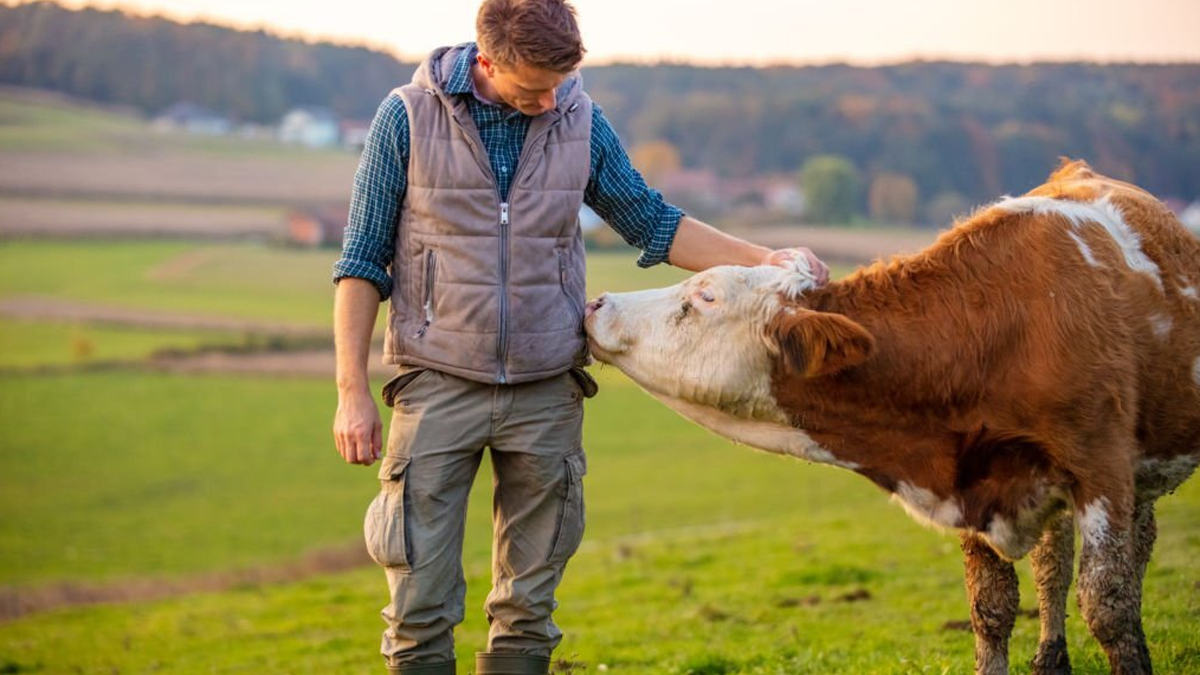 কোরবানির নিয়তে পোষা প্রাণী বিক্রি করা যাবে?