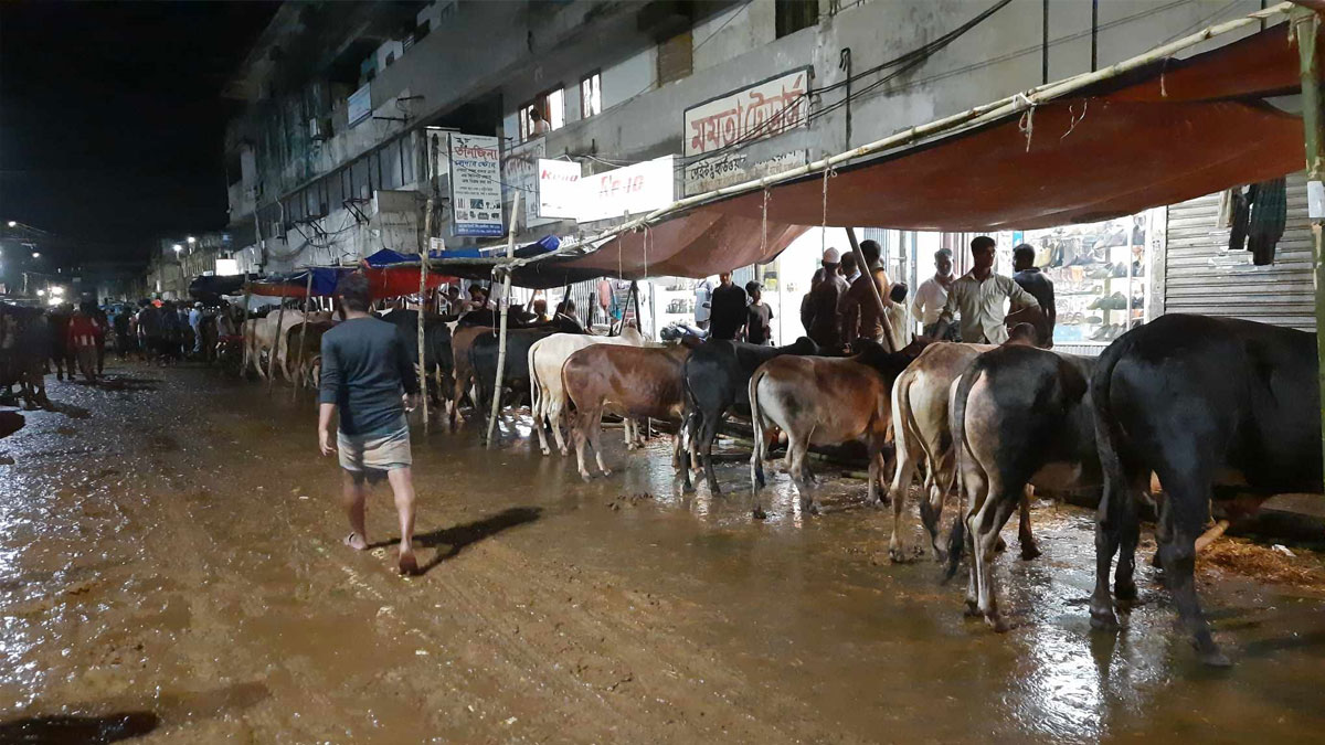 ৩ মণের গরু লাখ টাকা দাম হাঁকাচ্ছেন ব্যবসায়ীরা
