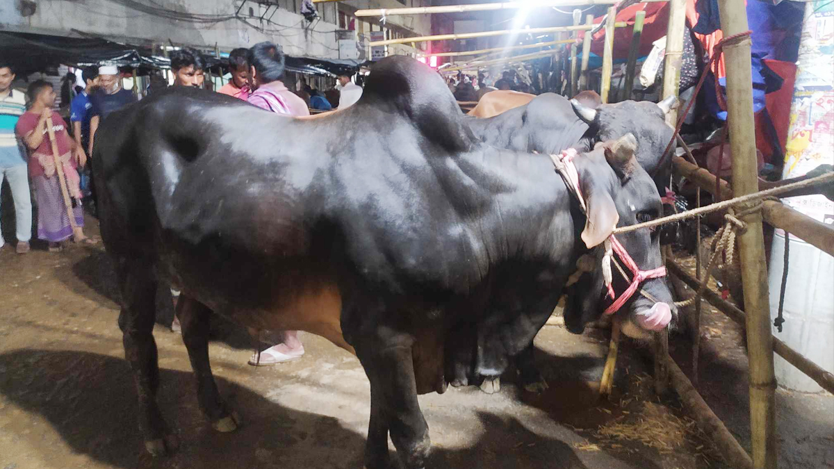 হাজারীবাগ হাটে বড় গরুর চাহিদা বেড়েছে