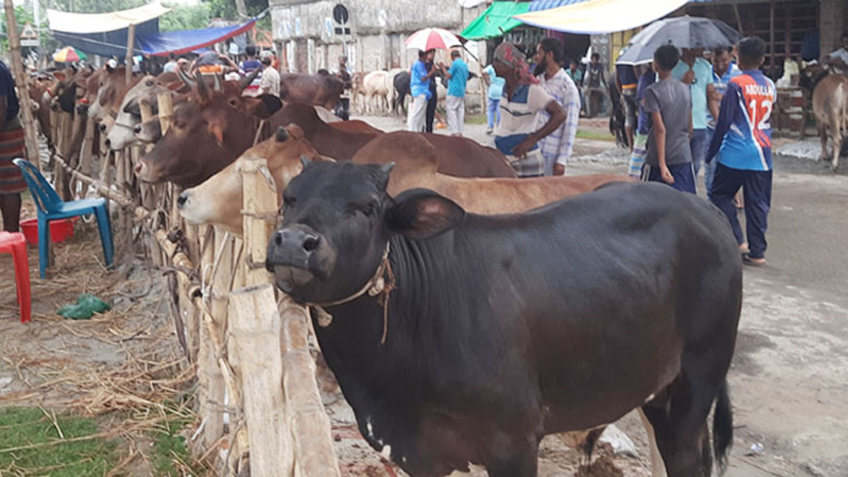 খুলনা বিভাগে সাড়ে ৯ লাখ পশু কোরবানি