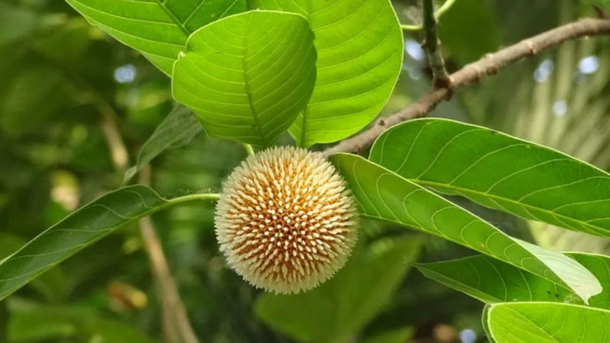 আষাঢ়ের প্রথম দিন আজ