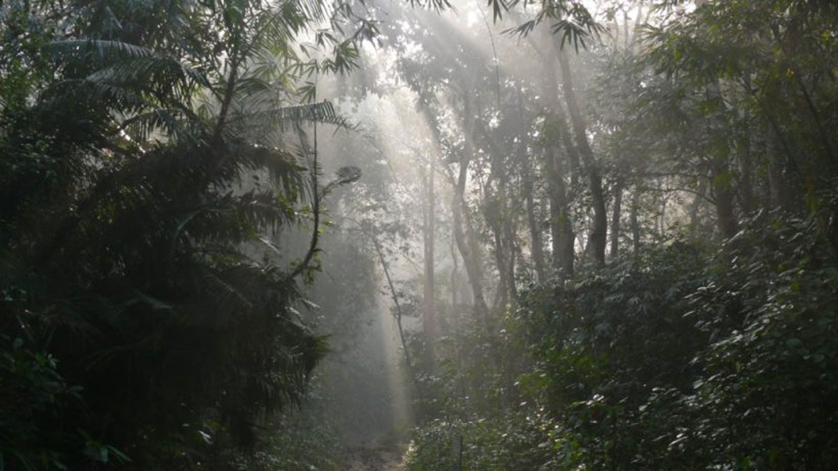 লাউয়াছড়ার গহীন বন থেকে দুই তরুণ উদ্ধার