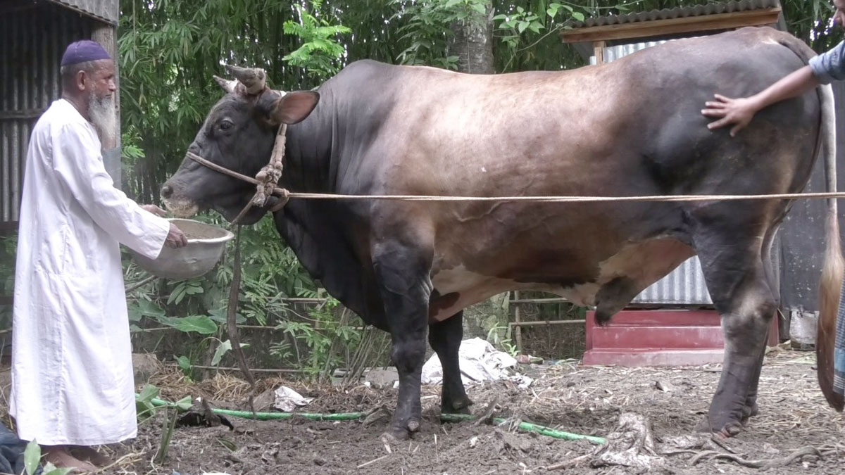 ‘রাজা বাবুর’ ওজন ৪০ মণ, দাম হাঁকছেন ২৫ লাখ