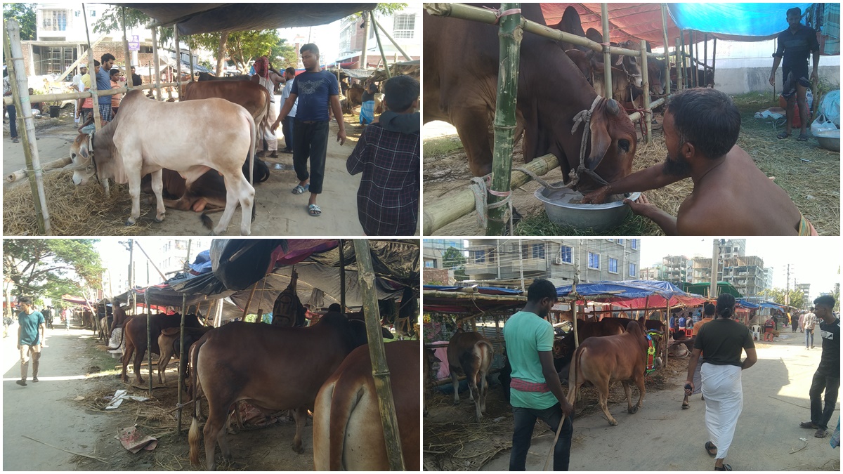 আফতাবনগর পশুর হাটে দাম বেশি, ক্রেতা কম