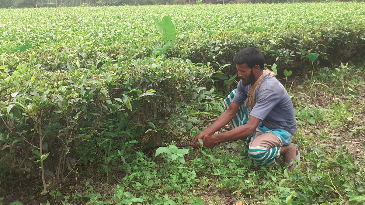 ন্যায্যমূল্য না পেয়ে চা বাগান কেটে ফেলছেন পঞ্চগড়ের চাষিরা
