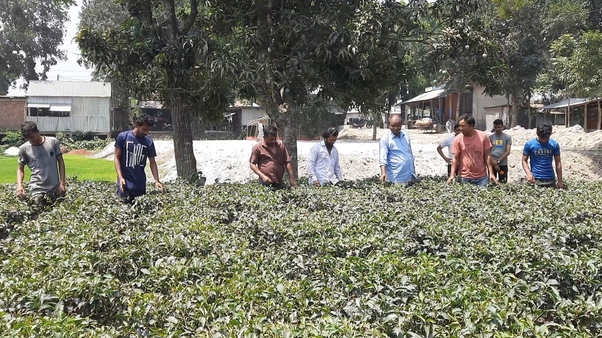 ‘চা-বাগান করা আমার সবচেয়ে বড় ভুল’