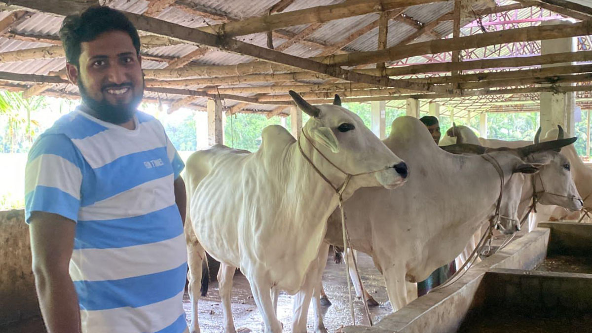 চাকরি ছেড়ে সফল গরুর খামারি ইঞ্জিনিয়ার কামরুল