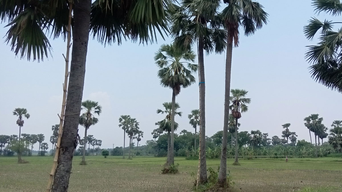 কাকিলাদহ যেন তালের রাজ্য, মৌসুমে আয় আড়াই কোটি টাকা