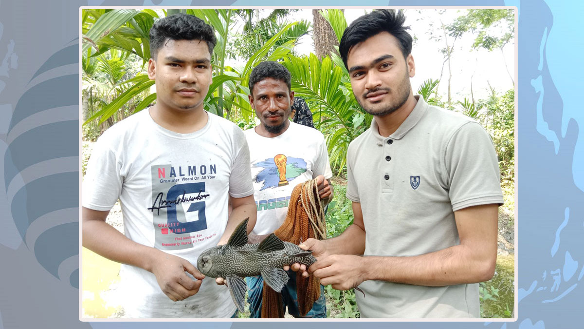 ভোলায় পুকুরে মিলল ‘ভয়ংকর’ সাকার ফিশ