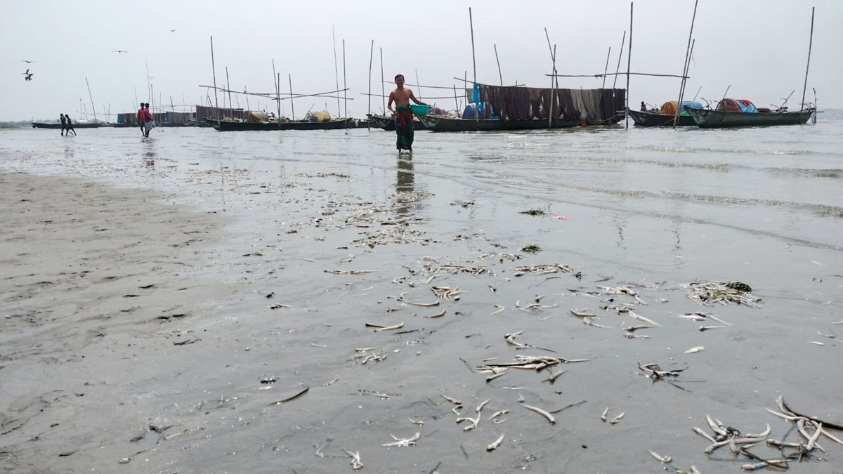 মেঘনা নদীতে মরে ভেসে উঠছে মাছ