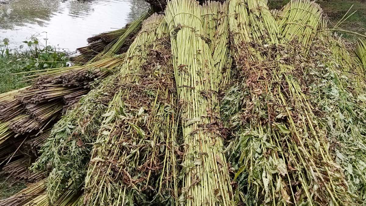 পাটকে কৃষিপণ্য ঘোষণা, প্রজ্ঞাপন জারি