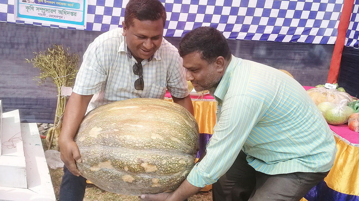 সাইফের ৬০ কেজির মিষ্টি কুমড়া দেখতে মেলায় ভিড়