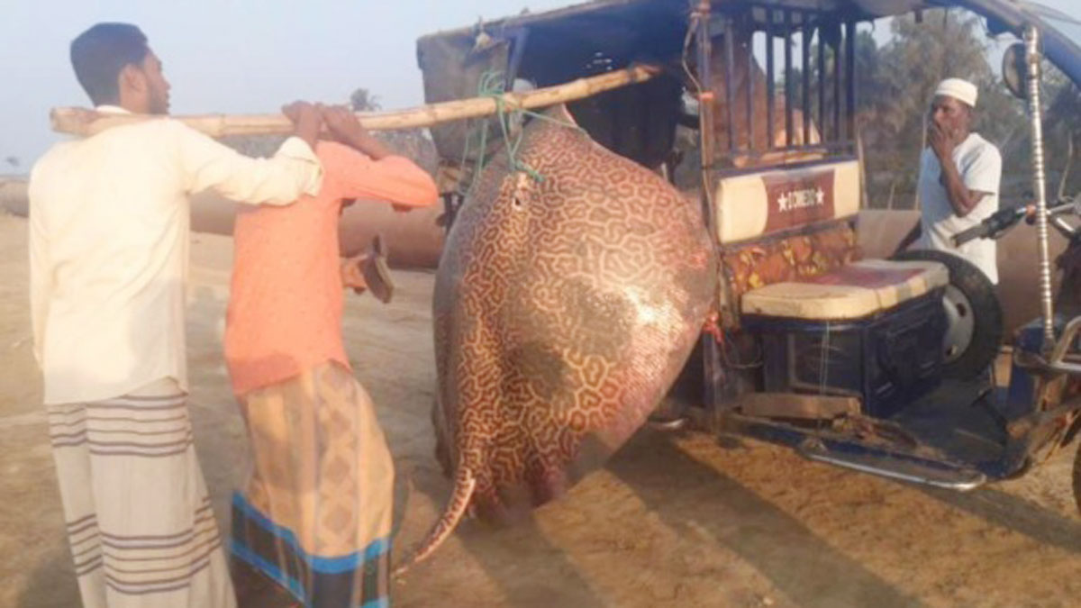 বড়শিতে ধরা পড়ল ১৩০ কেজির শাপলা পাতা মাছ