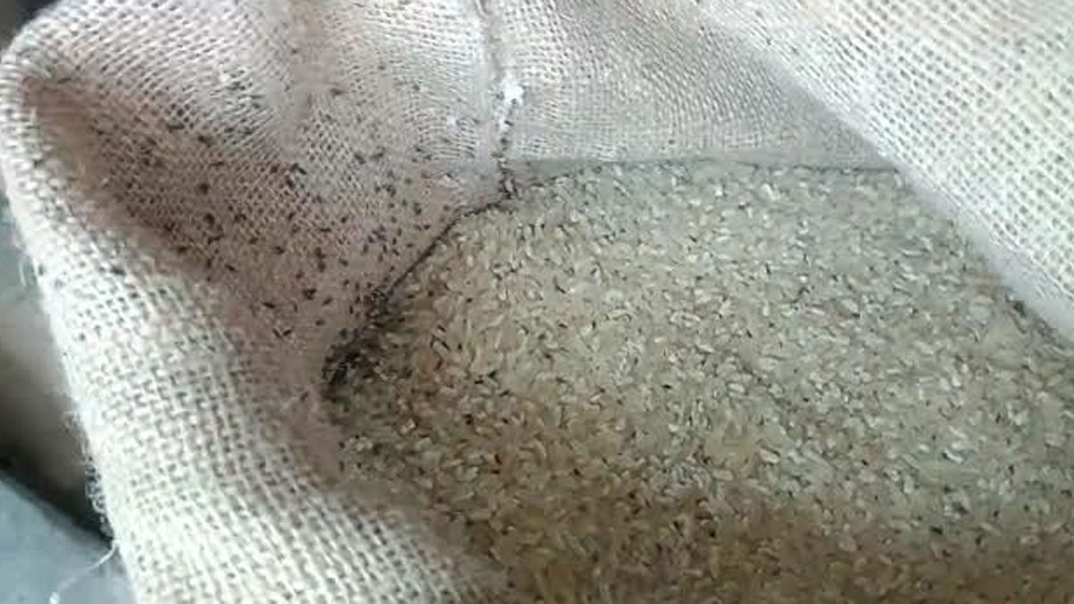ডিমলায় ১৫ টাকা কেজির চাল পঁচা, দুর্গন্ধ ও পোকাযুক্ত