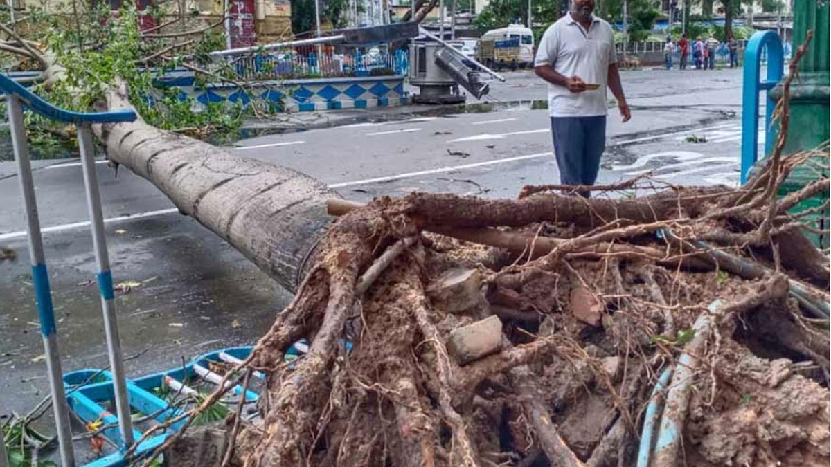 গাছের মাথা ছেঁটে মোখা মোকাবিলার প্রস্তুতি কলকাতায়