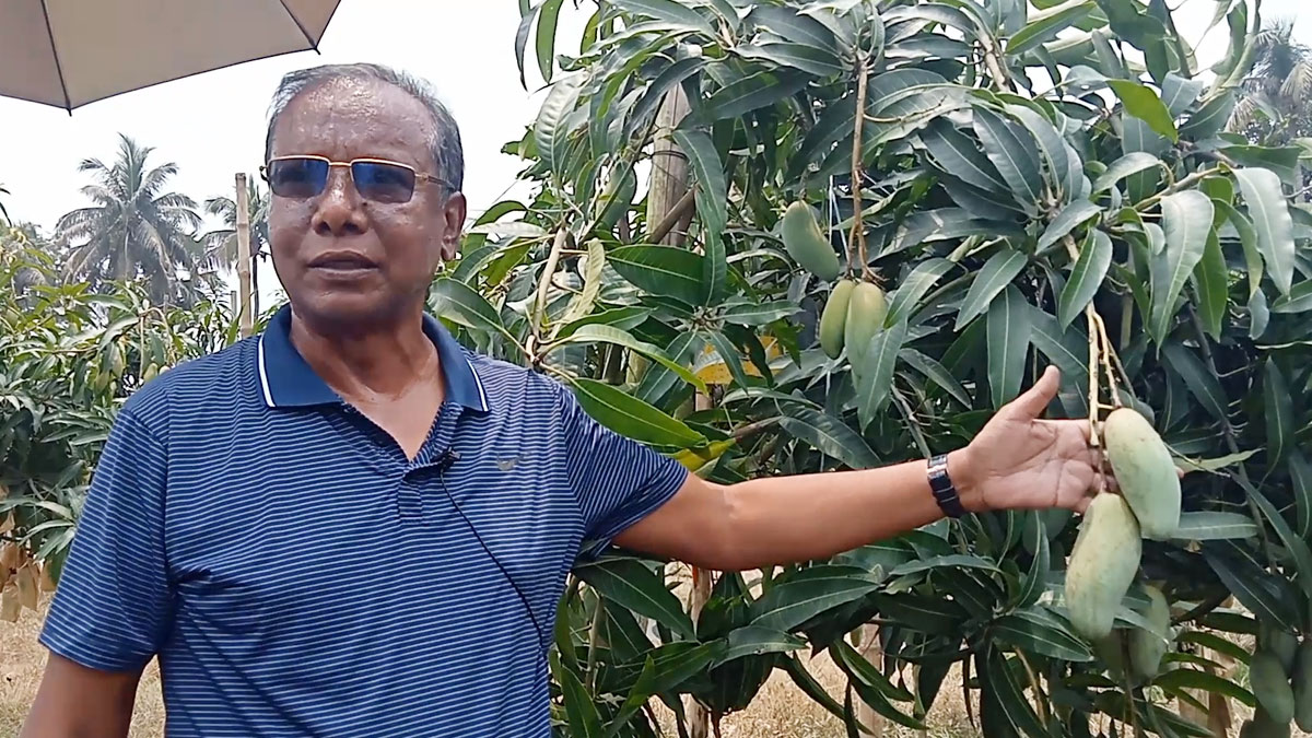 ৪৭ জাতের বিদেশি আম চাষে সফল হেলাল উদ্দিন