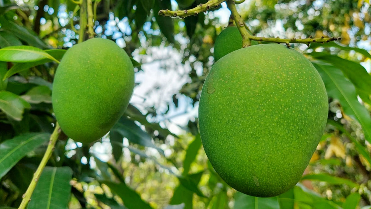 আম পরিবহনে ট্রাক ভাড়া বেশি নিলে কঠোর ব্যবস্থা