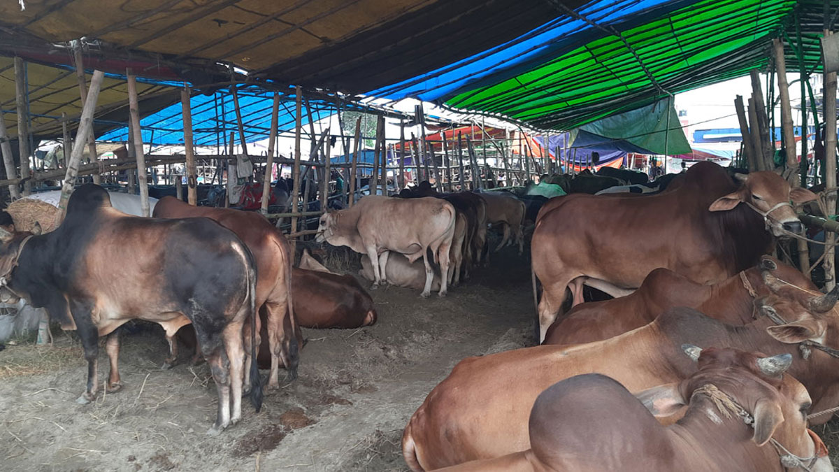 দক্ষিণ সিটিতেও বসবে পশুর অস্থায়ী ৮টি হাট