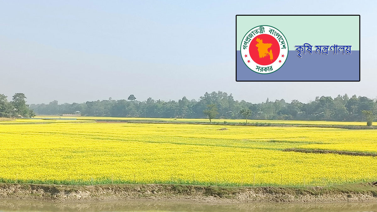 সরিষার উৎপাদন বেড়েছে ৩ লাখ ৩৫ হাজার মেট্রিক টন