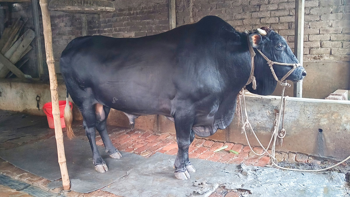 ডাব-শরবত খায় ‘সিংহরাজ’, ওজন ৩০ মণ