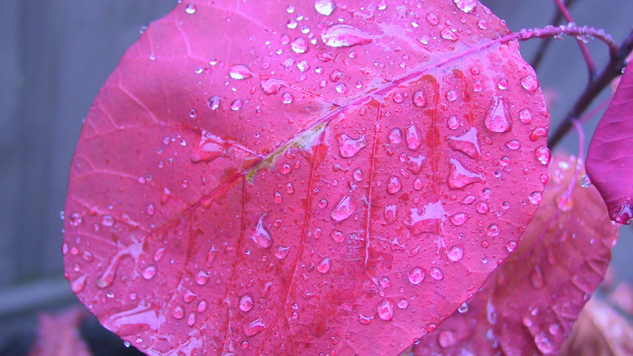 ৪৭ কোটি খরচ করে কৃত্রিম বৃষ্টি ঝরাবে পাকিস্তান