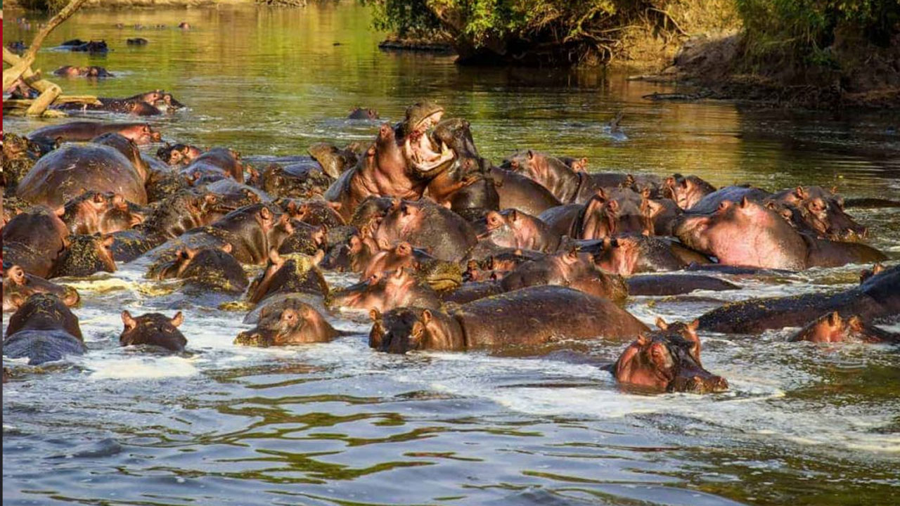 জলহস্তীর বন্ধ্যাত্বকরণের সিদ্ধান্ত নিয়েছে কলম্বিয়া