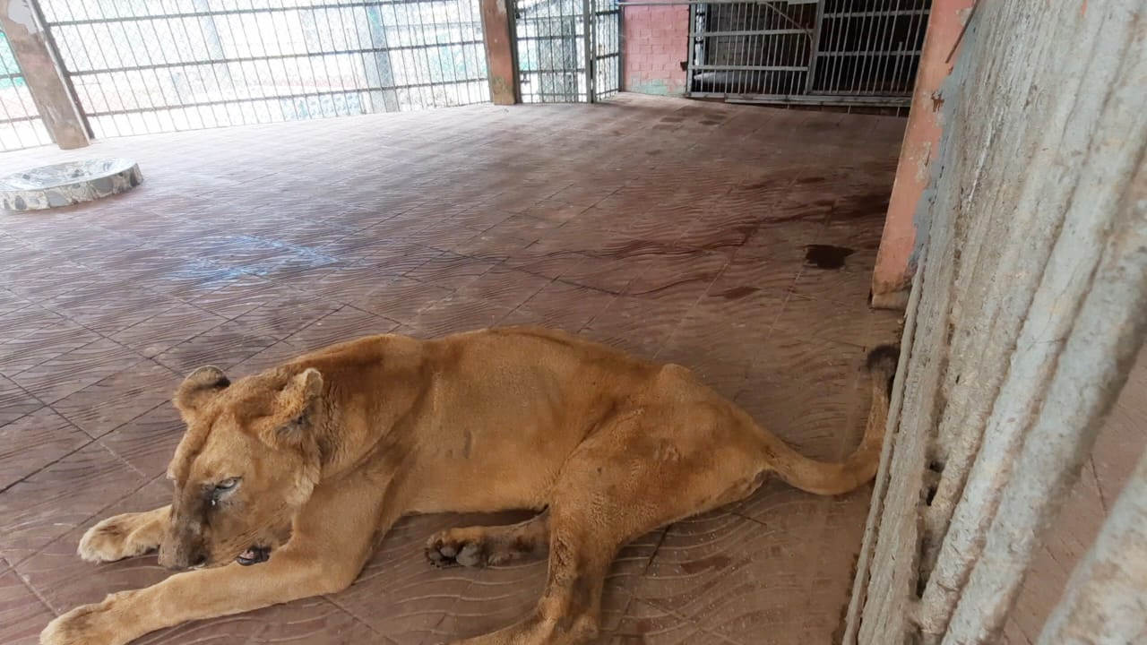 চট্টগ্রাম চিড়িয়াখানায় মারা গেল সিংহী ‌‘নোভা’