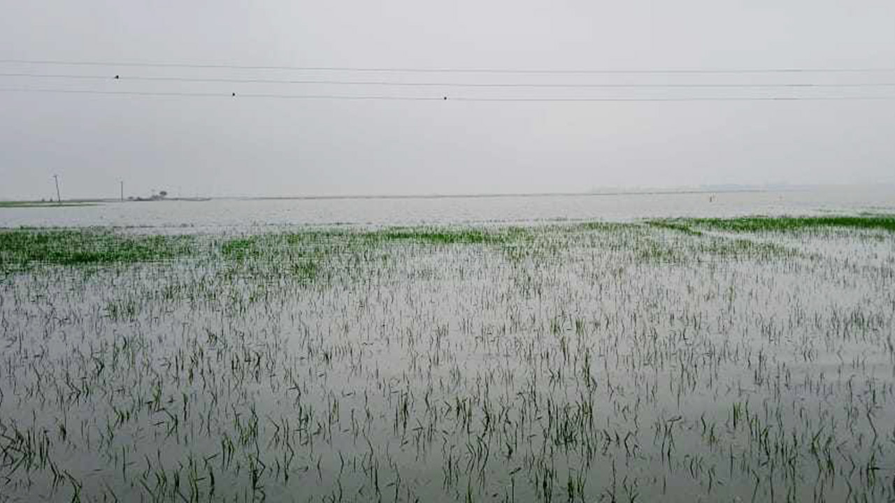 আজমিরীগঞ্জে ৪ হাজার হেক্টর রোপা আমন পানির নিচে