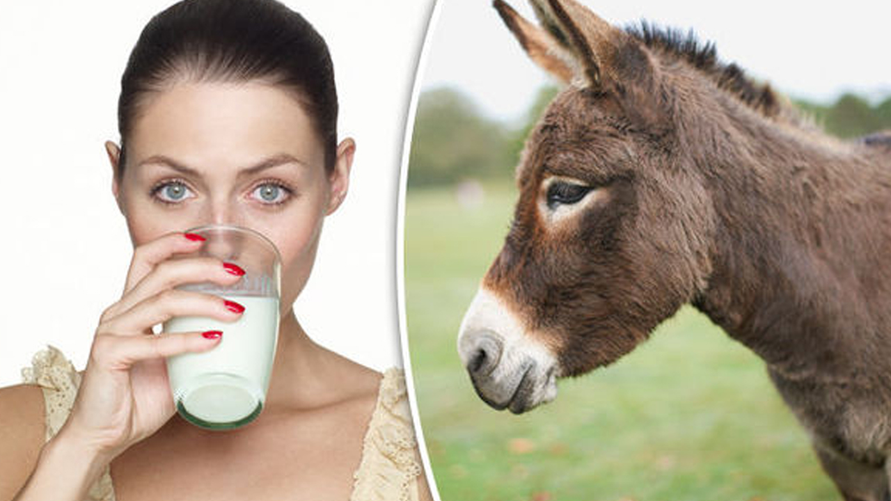 গাধার দুধের দাম আকাশছোঁয়া, কারণ জানলে অবাক হবেন