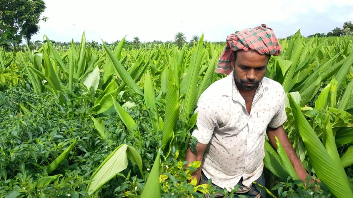 একই জমিতে চার ফসল আবাদ করে কৃষকের মুখে হাসি
