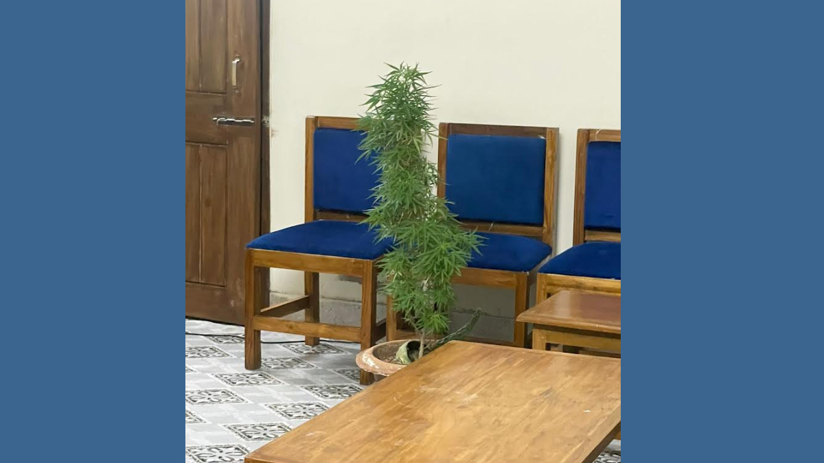 বিশ্ববিদ্যালয়ের হল থেকে গাঁজার গাছ উদ্ধার