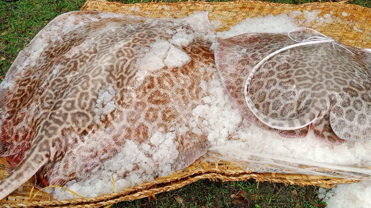 কলাপাড়ায় ৫০০ কেজি শাপলা পাতা মাছ জব্দ