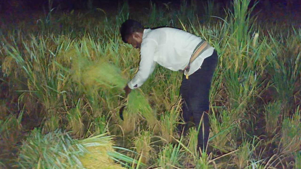 দিনে অতিরিক্ত গরম, রাতে ধান কাটছেন কৃষকরা