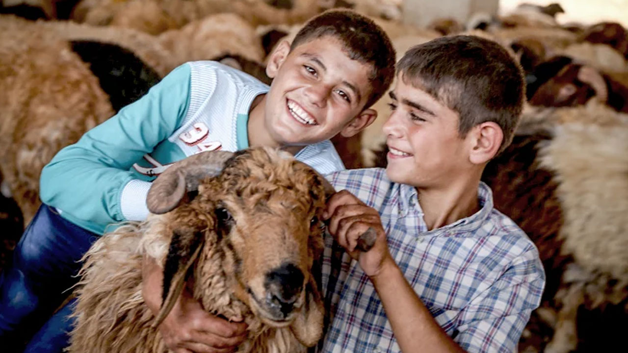 আকিকার জন্য কেনা পশু বিক্রি করা যাবে?