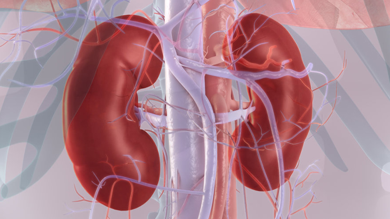 কিডনি অকেজো হলে টের পাবেন যেসব লক্ষণ