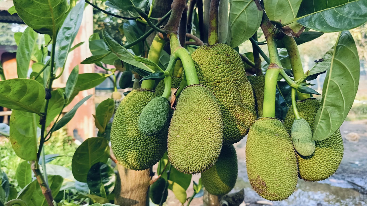 বারোমাসি কাঁঠাল চাষে সফল গাজীপুরের সবুজ