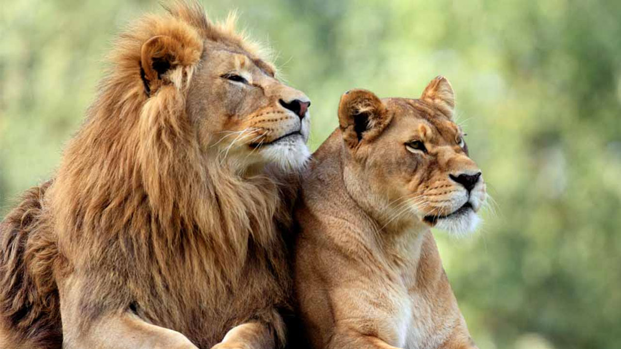 সিংহ-সিংহীর নাম পাল্টাতে হাইকোর্টে বিশ্ব হিন্দু পরিষদ