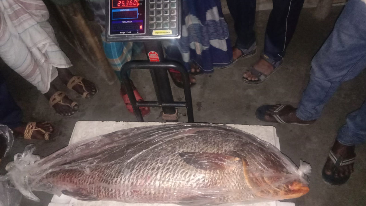 সুন্দরবনের ২৫ কেজি ওজনের এক মাছের দাম ৬ লাখ টাকা
