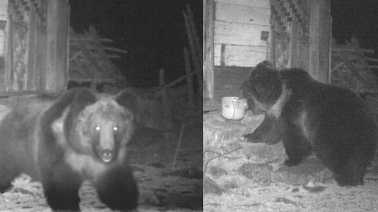 সিকিমে দেখা মিলল তিব্বতীয় বিরল বাদামি ভাল্লুকের